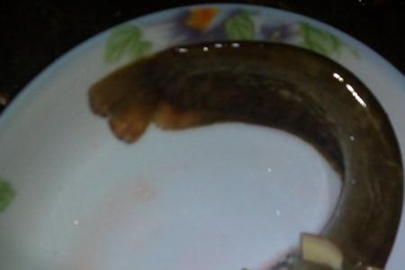 盐巴郎是不是鲶鱼