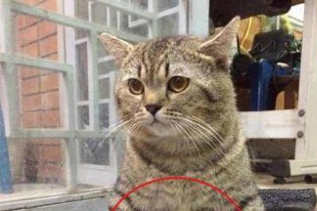 网络语言猫粉什么意思啊