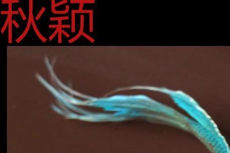 游龙是什么动物