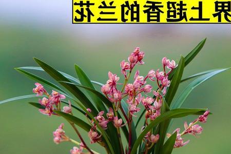 兰花香兰一年开几次花