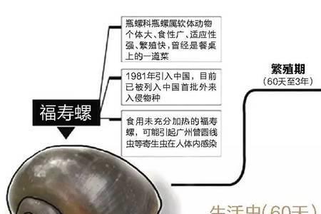 考考大家，黄金螺如何呼吸