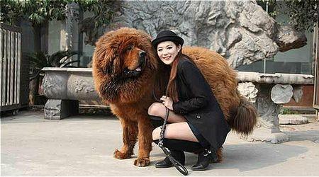一獒斗三虎下一句是什么