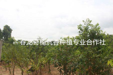 奇楠沉香千里香品种