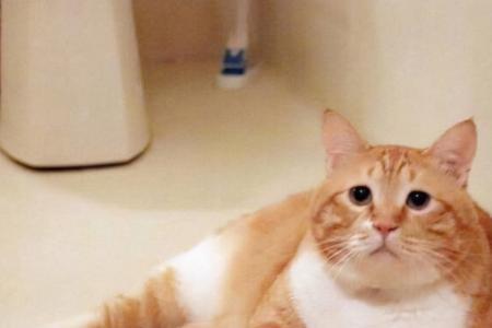 中华田园猫橘猫脸能长圆吗