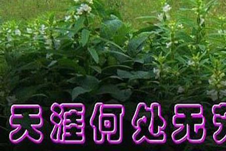 偷一枝花代表什么意思