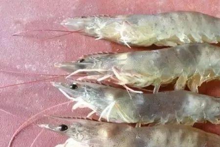 对虾浮出水面什么情况