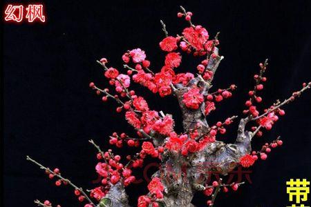 原生梅花会流胶吗