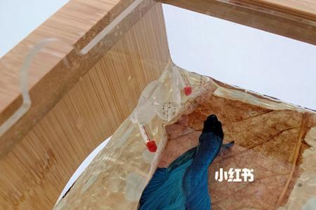 斗鱼侧躺游不起来