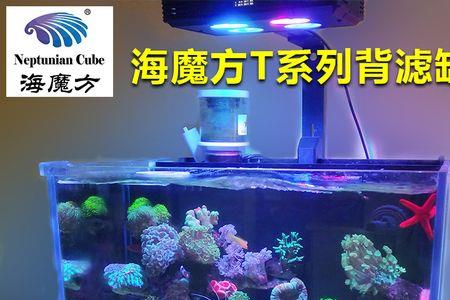 珊瑚缸换水频率和换水量