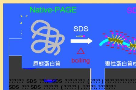sds凝胶电泳条带大小怎么算
