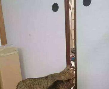 公猫闹春一般几天能过去