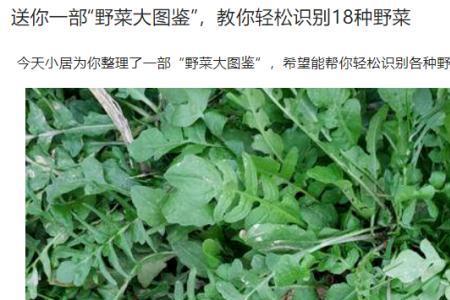 我怕我挖野菜啥意思