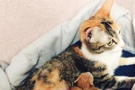 猫咪不要自己的孩子怎么办