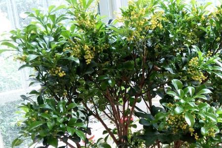 米兰一茬花能开几天