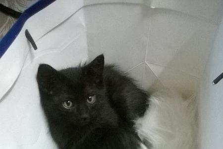 为什么白色的猫会生黑色的