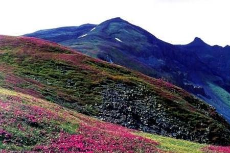 高山上为什么也有植物生长