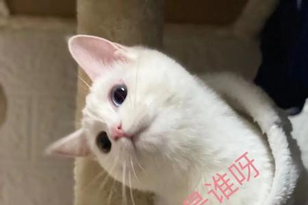 我瞅瞅是什么意思