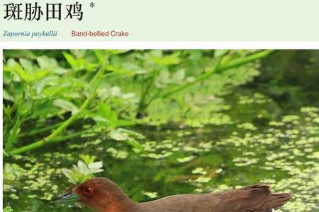 胁下生翅是什么意思