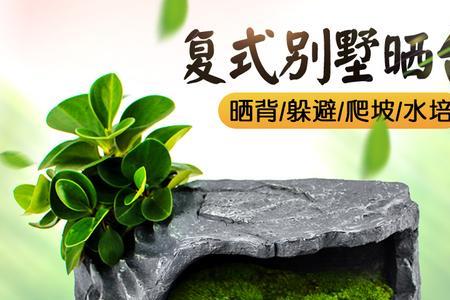 养草龟要不要设置躲避洞