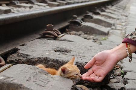 放学路上遇到流浪猫你会怎么做