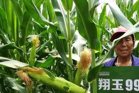玉米品种九九王咋样