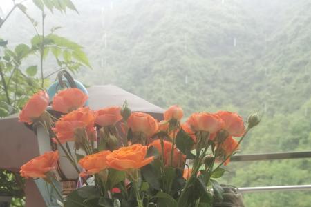 一人一茶一书,独处清欢