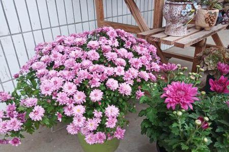 菊花几株栽一盆