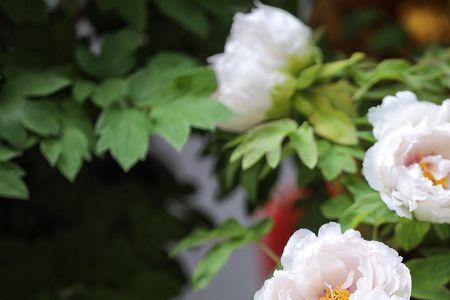 牡丹是什么花序