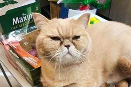 为什么我家猫不吃煮熟的鸡蛋