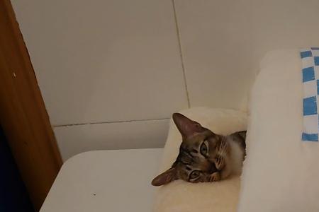 猫咪不愿意盖被子怎么办