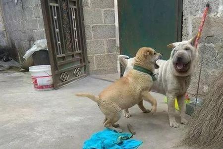 来逮是什么意思