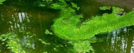 水里的青苔怎么去除