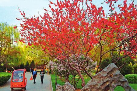 春回大地柳绿花红写的是什么