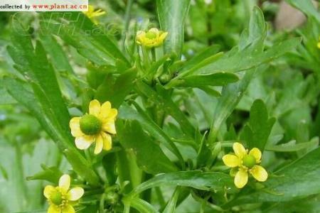 下山鬼见愁怎么种植成活率高