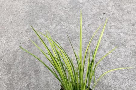 胧月菖蒲可以水培么
