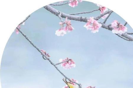 男生对女生说遇事不决可问春风