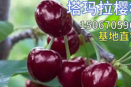 塔玛拉樱桃优缺点