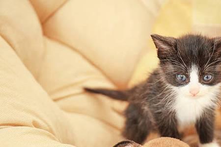 猫＋兔＝10狗＋兔＝20猫＋狗＝24问猫＋兔＋狗＝