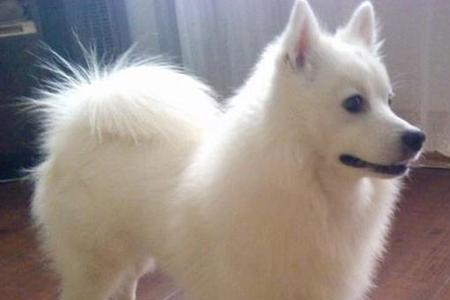 银狐犬为啥不认人