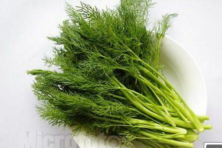 东北地区什么时间种茴香