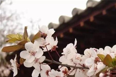 一路看尽长安花的上句