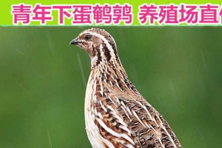 鹌鹑需要配偶才下蛋吗