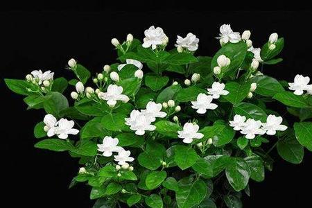 送君茉莉愿君莫离下一句怎么回
