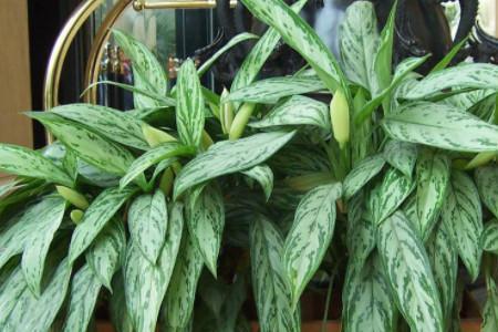 室外最耐阴的十大漂亮植物