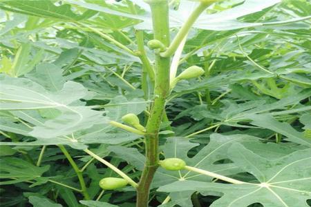 无花果树有多高
