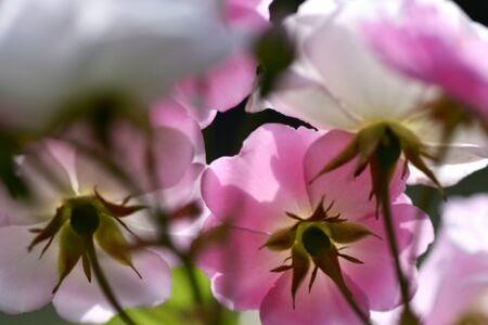 无风花自飞什么寓意