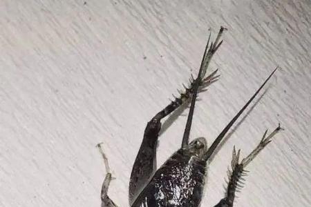 蟋蟀等级排名