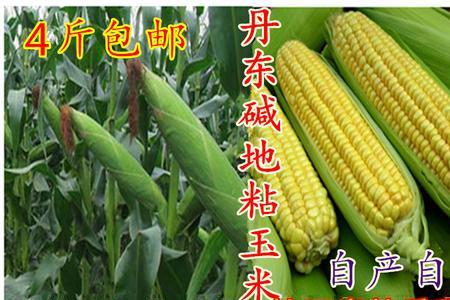 宏硕738玉米种是不是转基因的