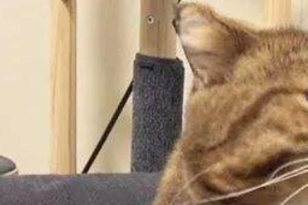 猫咪能吃桃树叶吗