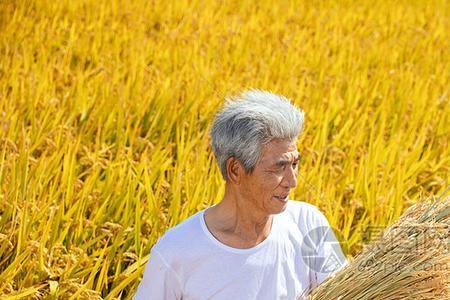 农民伯伯春天夏天秋天干什么